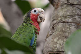 Image of Bahamas Parrot