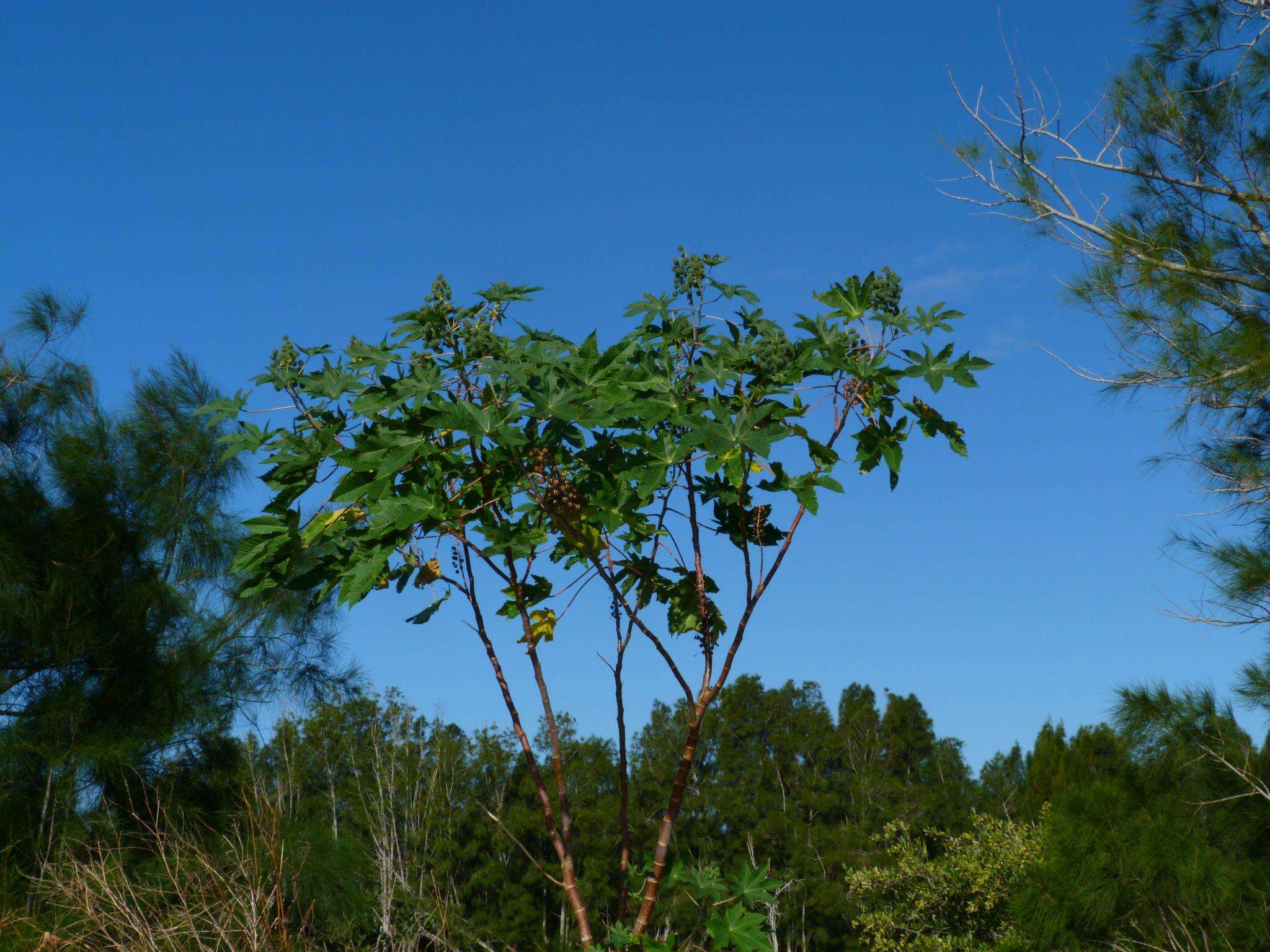 Sivun Ricinus kuva