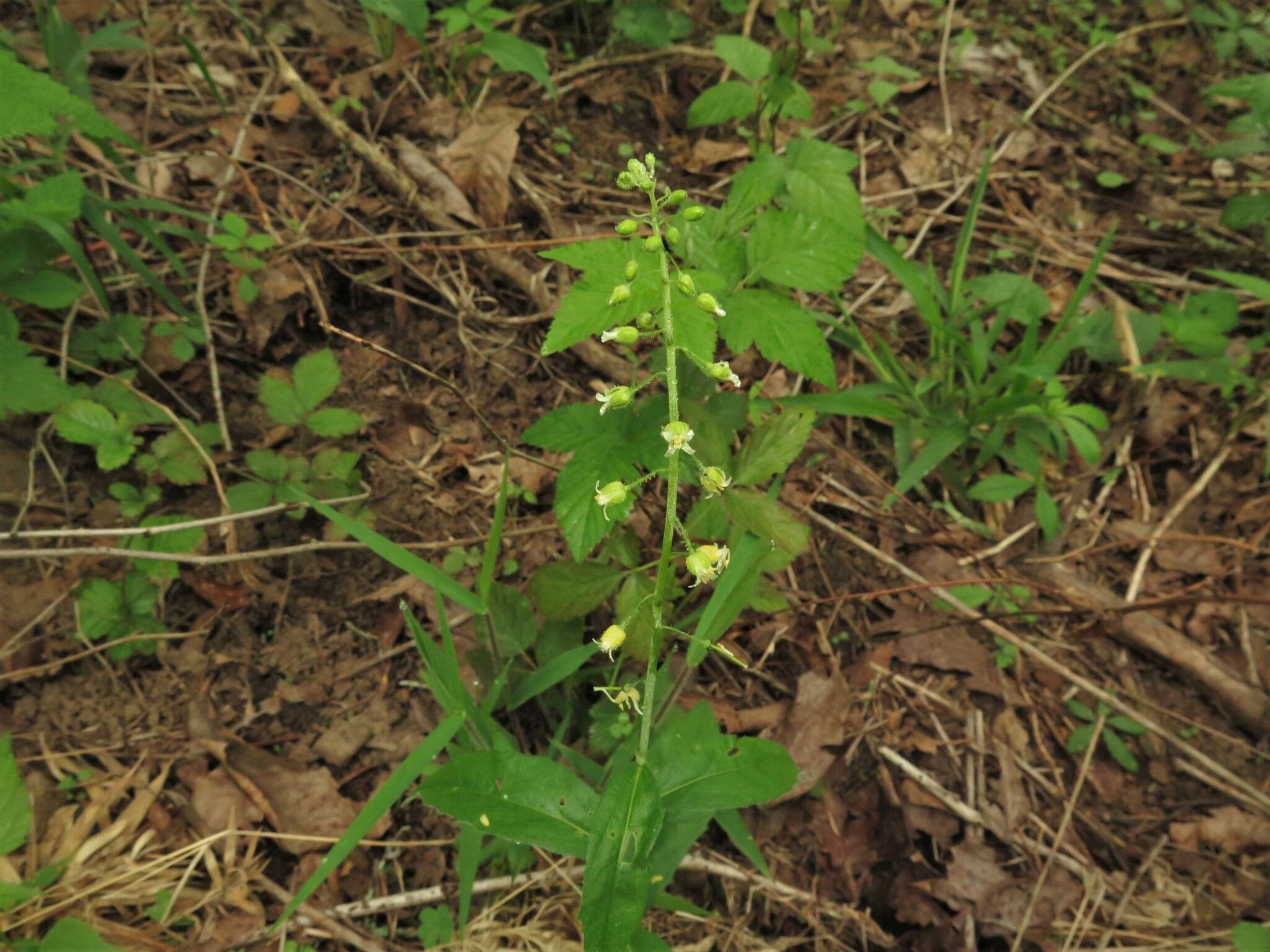 Image of Borodinia canadensis