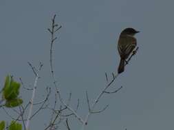 Image of Eastern Phoebe