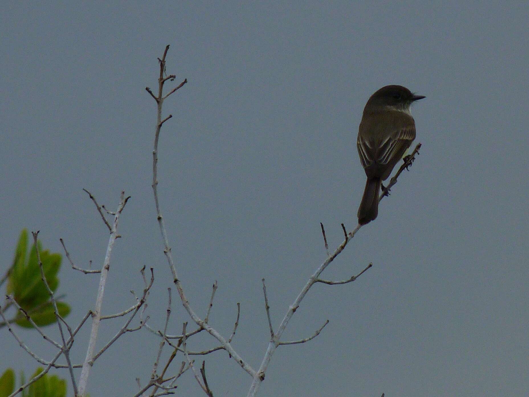 Image of Eastern Phoebe