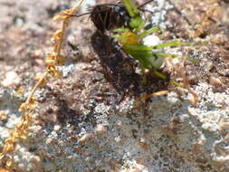 Image of Aoaraneus pentagrammicus