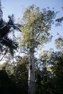 Eucalyptus grandis W. Hill ex Maiden resmi