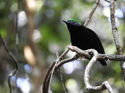 Image of Philepitta Geoffroy Saint-Hilaire & I 1838