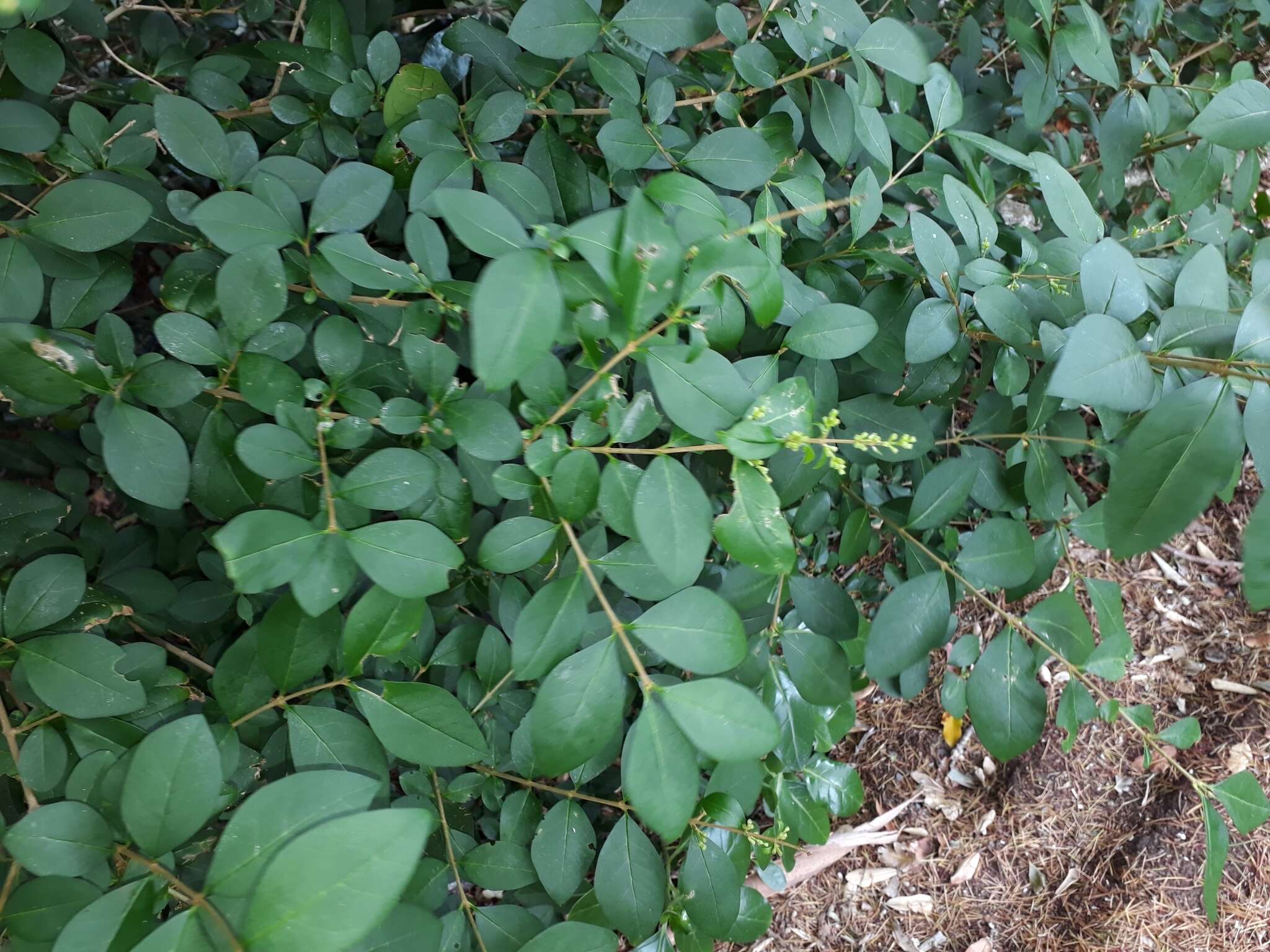 Image of California privet