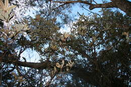 Image of Banksia paludosa R. Br.