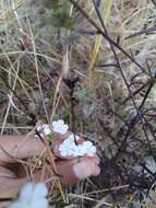 Image of wild leadwort