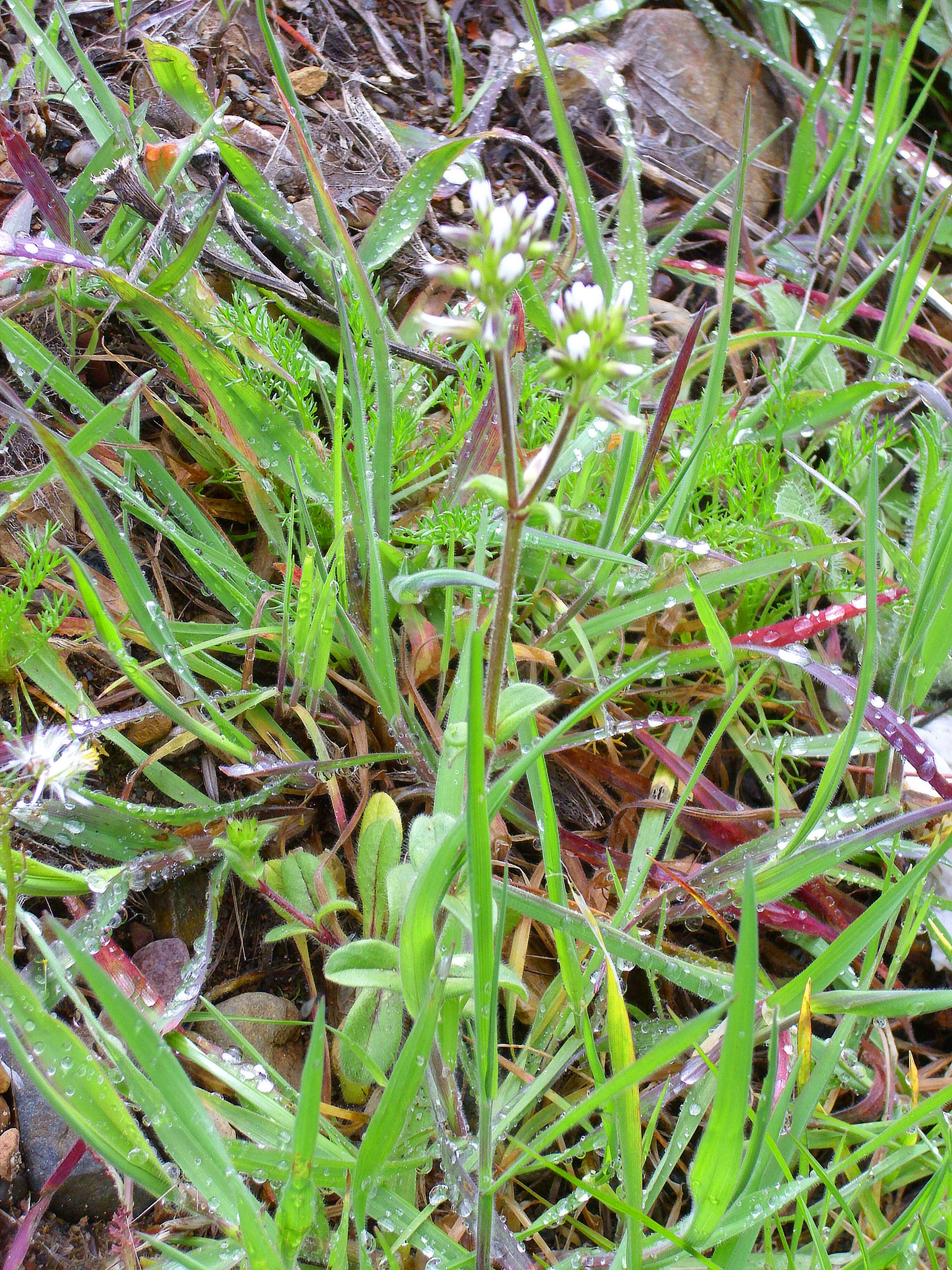 Image of sticky chickweed