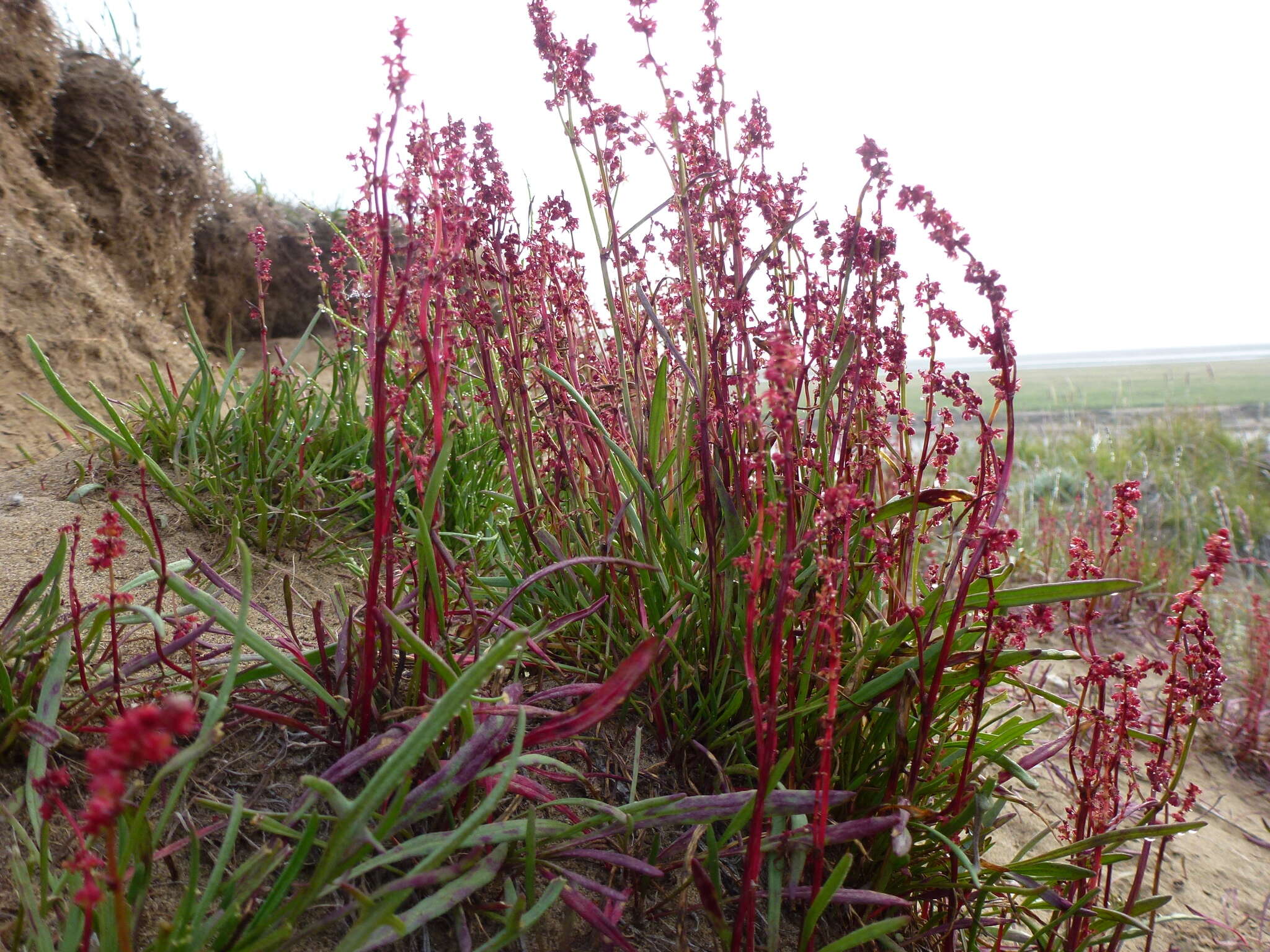 Rumex arcticus Trautv.的圖片