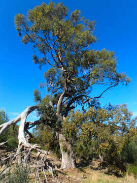 Image of Eucalyptus microcarpa (Maiden) Maiden