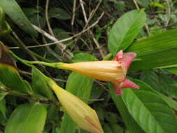 Image of Mandevilla urophylla (Hook. fil.) R. E. Woodson