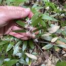 Image of Drymophila moorei Baker