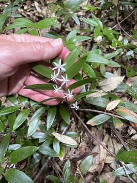 Drymophila moorei Baker的圖片