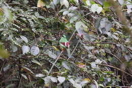 Image of Bornean Green Magpie