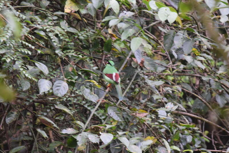 Image of Bornean Green Magpie