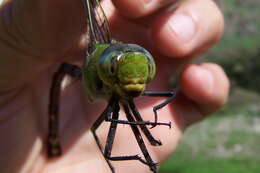 Image of Giant Darner