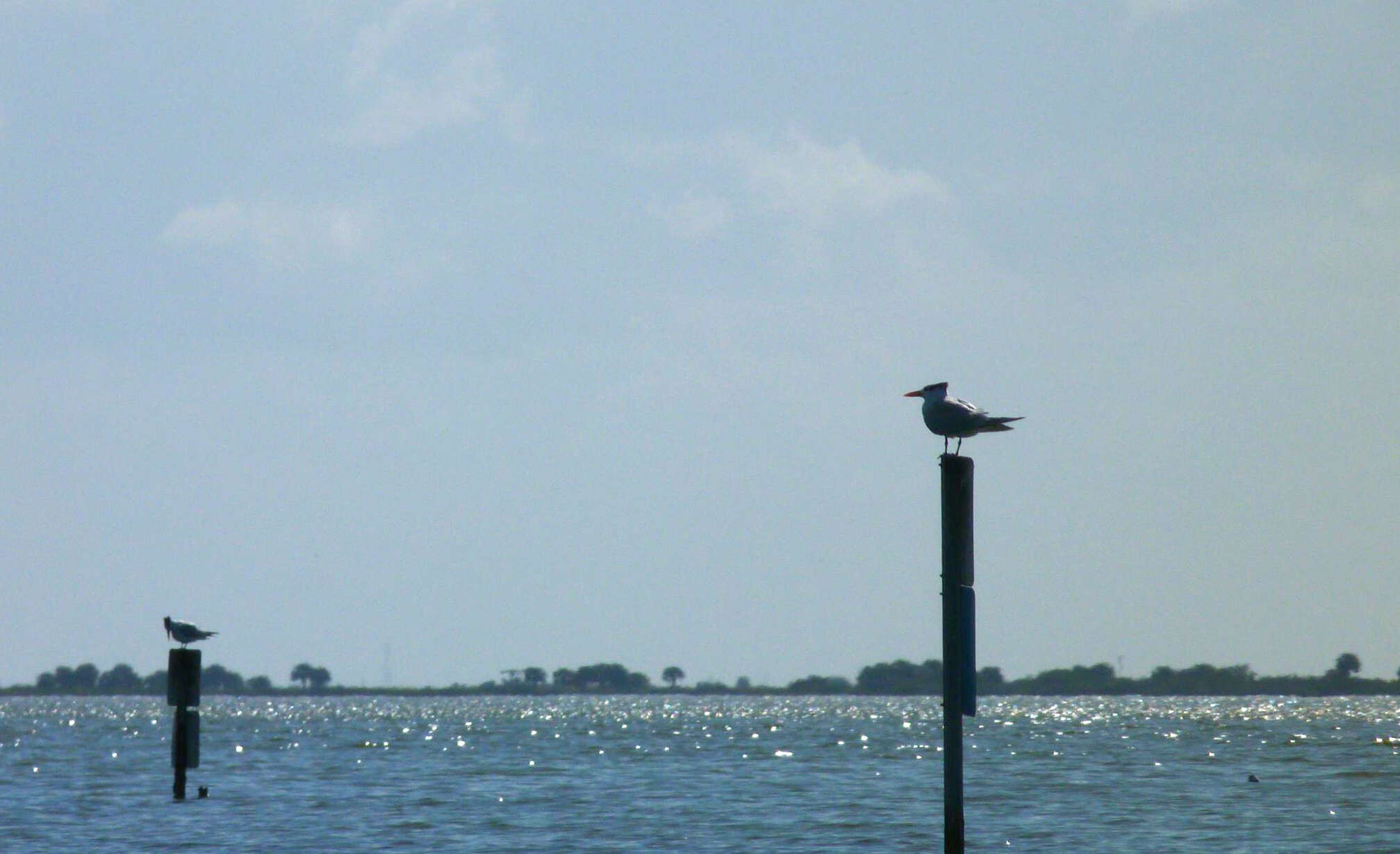 Image of Royal Tern