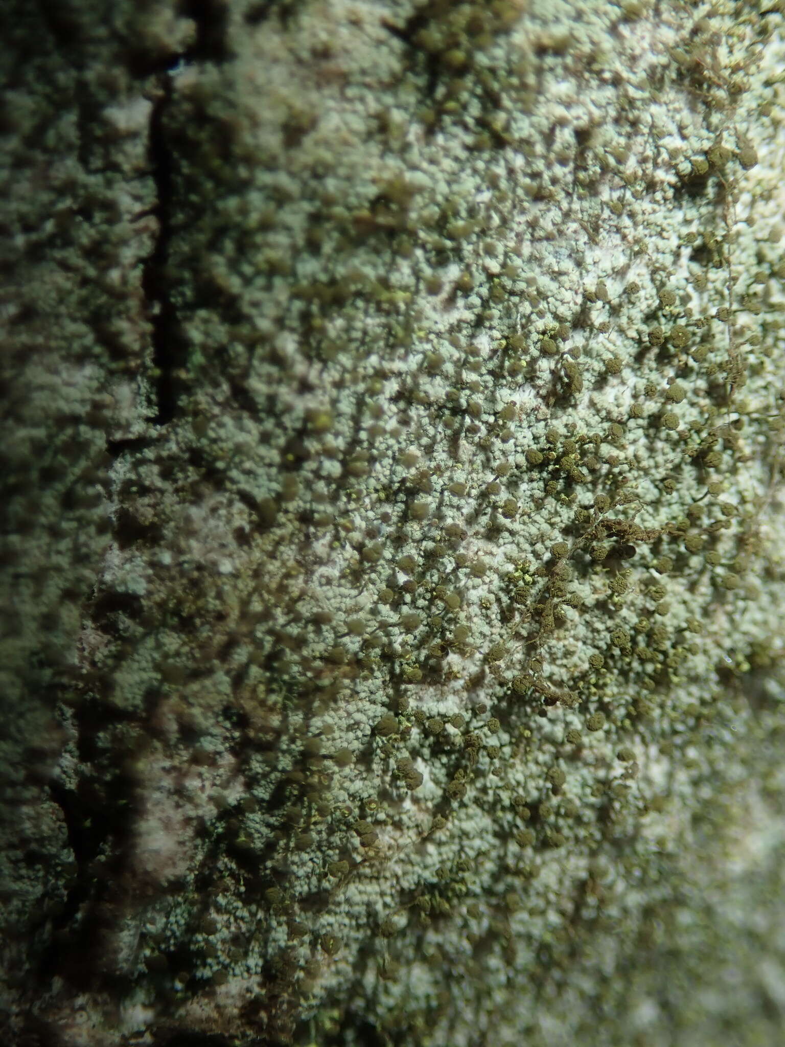 Image of needle lichen