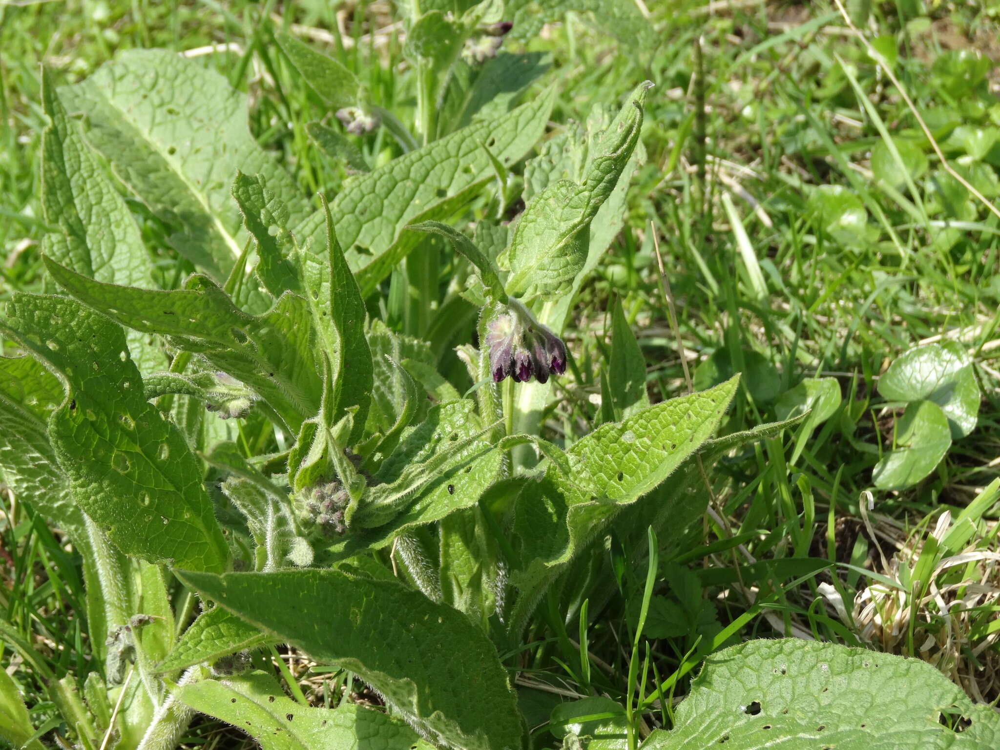 Image of Symphytum officinale subsp. officinale