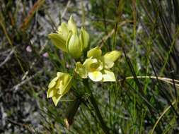 Eulophia tabularis (L. fil.) Bolus的圖片