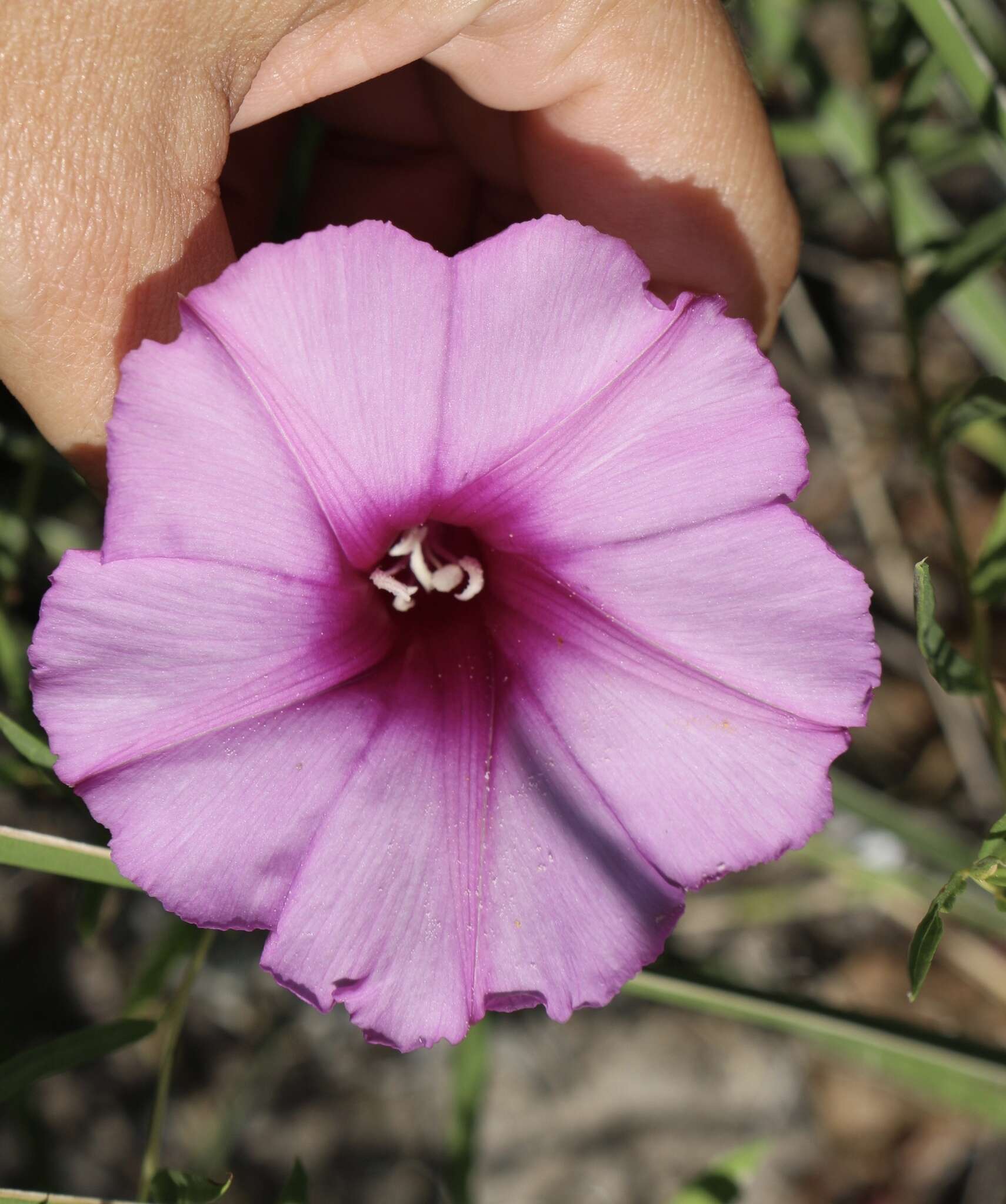 Ipomoea leptophylla Torr.的圖片