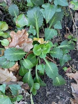 Sivun Saxifraga spathularis Brot. kuva