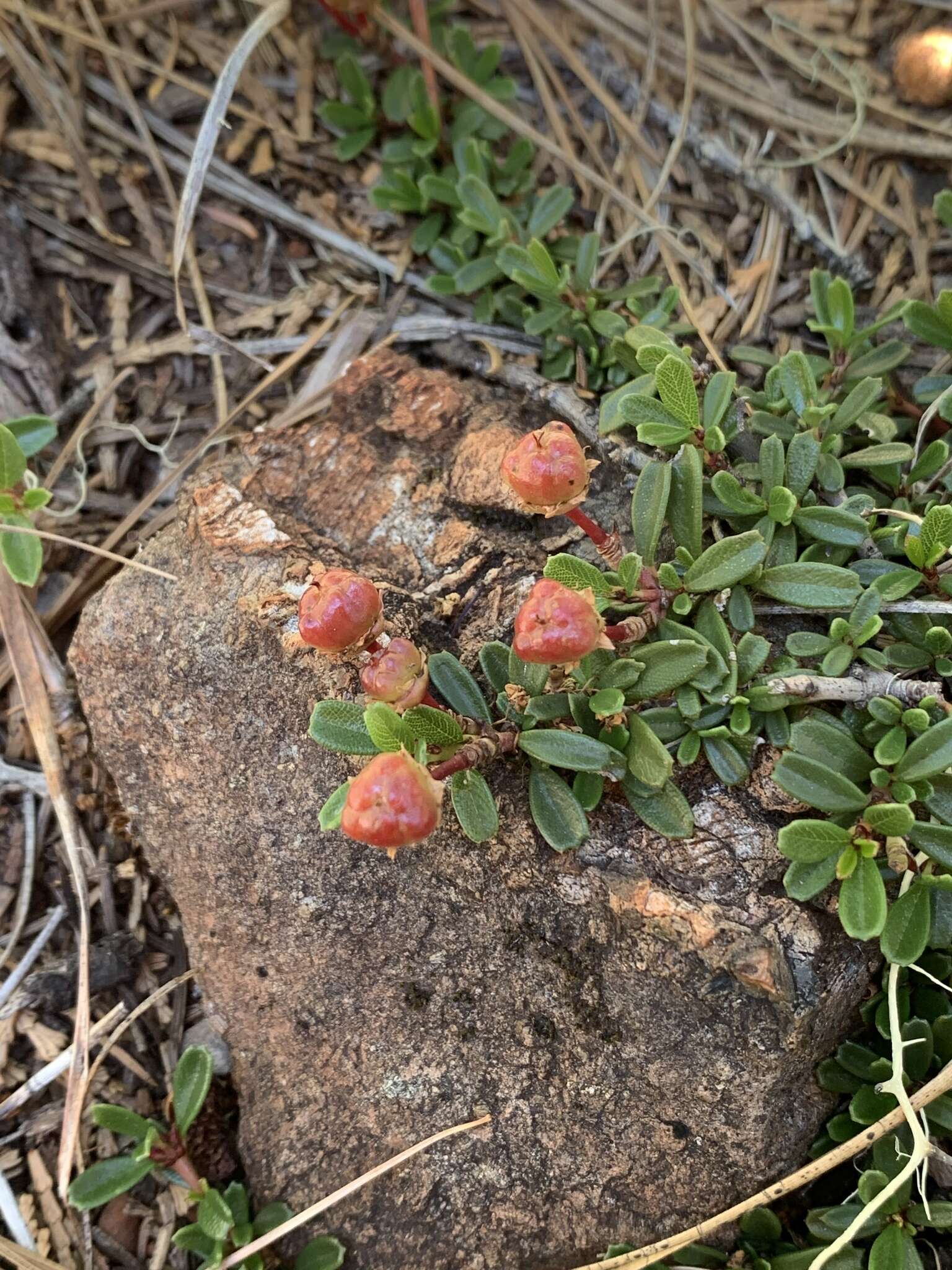 Image of dwarf ceanothus