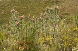 Plancia ëd Protea coronata Lam.