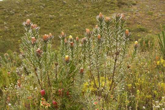 Imagem de Protea coronata Lam.