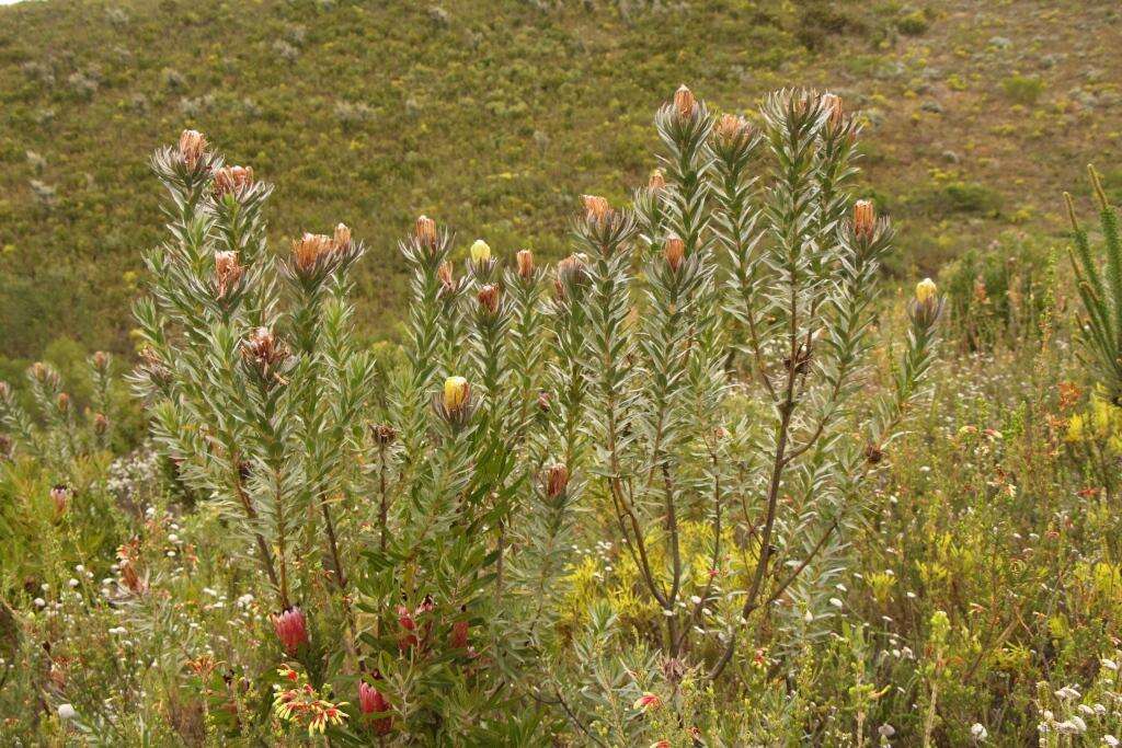 Plancia ëd Protea coronata Lam.