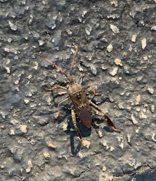 Image of Leaf-footed Pine Seed Bug