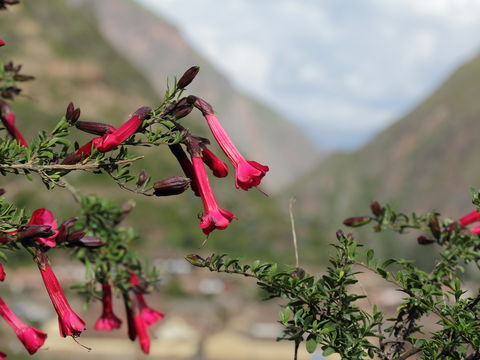 Image of <i>Cantua buxifolia</i> Jussieu ex Lamarck