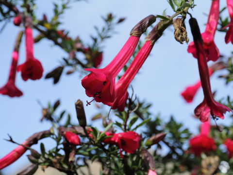 Image of <i>Cantua buxifolia</i> Jussieu ex Lamarck