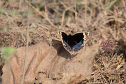 Image of Blue pansy