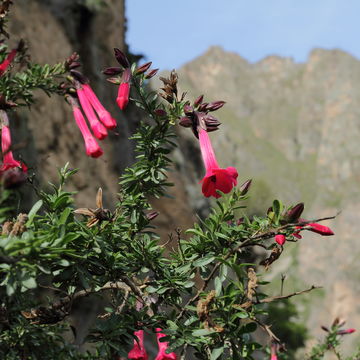 Image of <i>Cantua buxifolia</i> Jussieu ex Lamarck
