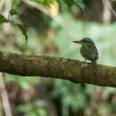 صورة Actenoides lindsayi (Vigors 1831)