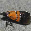 Image of Nemophora scitulella Walker 1864