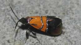 Image of Nemophora scitulella Walker 1864