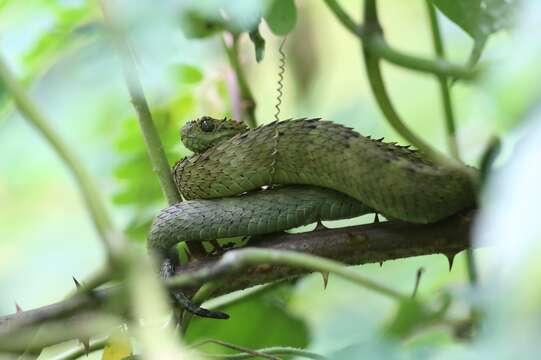 Image de Atheris hispida Laurent 1955