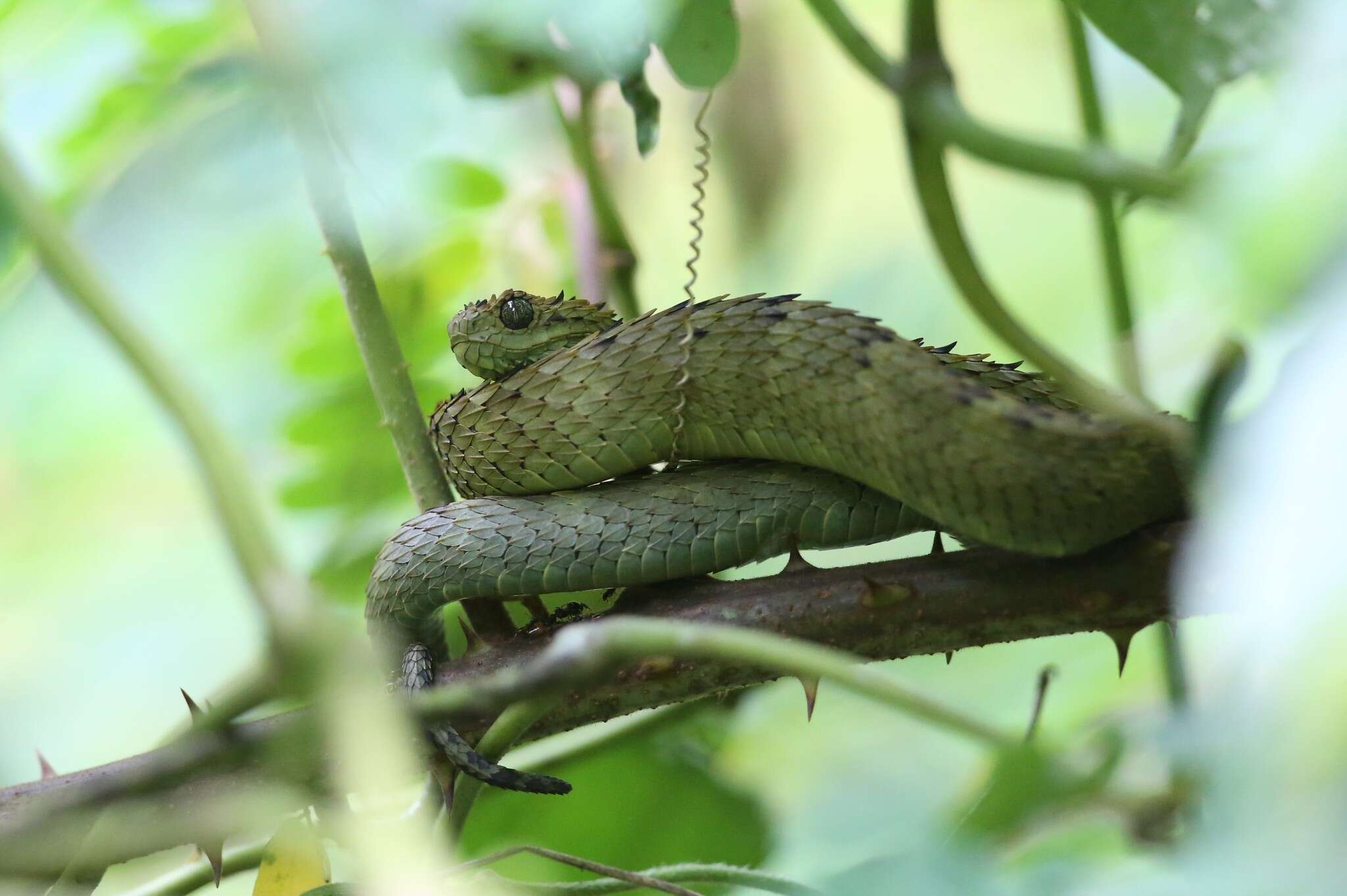 Imagem de Atheris hispida Laurent 1955