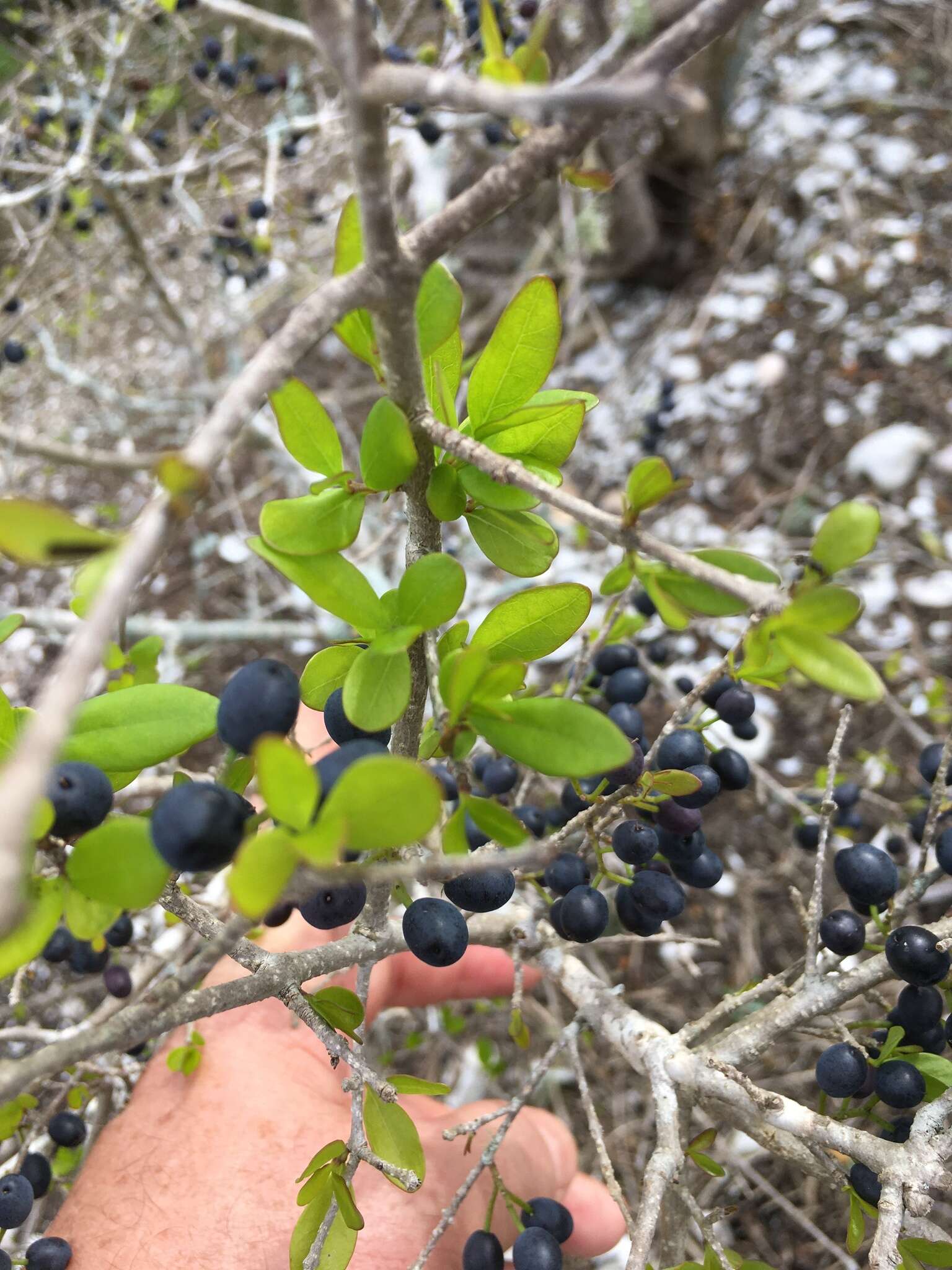 Image of Florida swampprivet