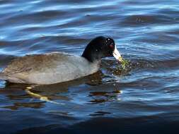 Image of Fulica Linnaeus 1758