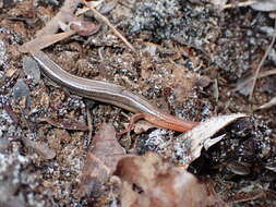 Plancia ëd Plestiodon egregius similis Mcconkey 1957