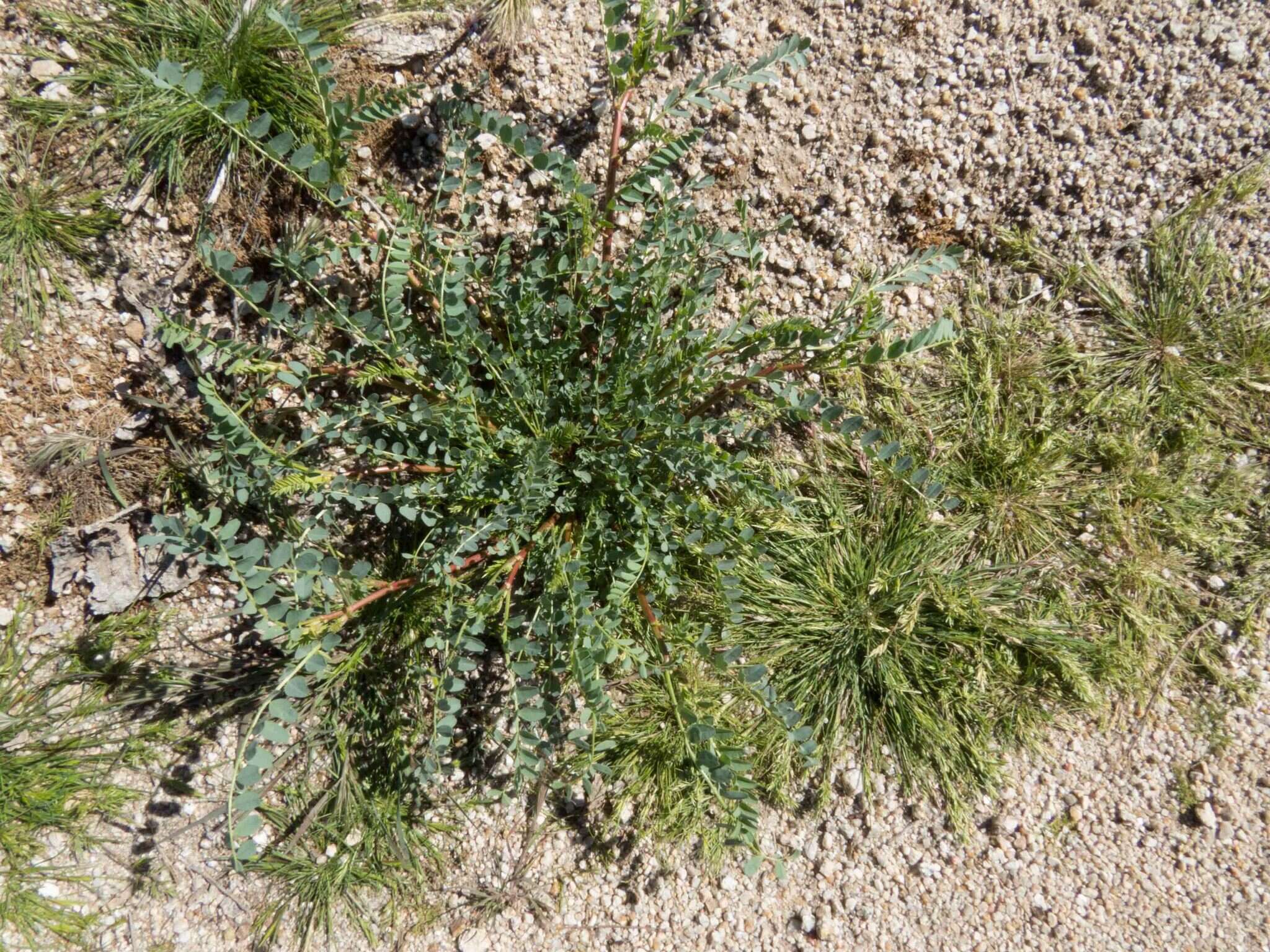 Imagem de Astragalus lentiginosus var. maricopae Barneby