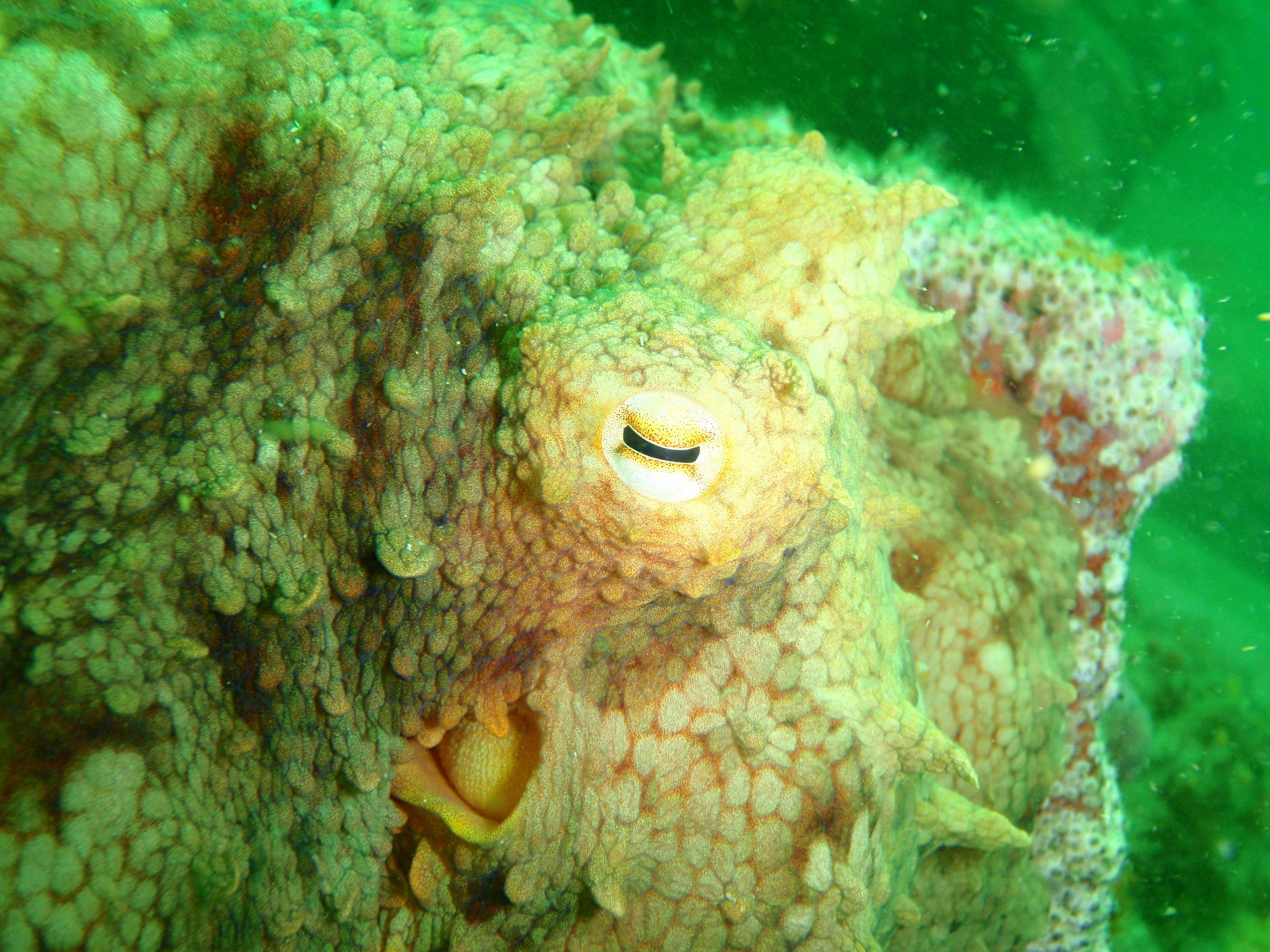 Image of Common octopus