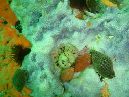 Image of Knobbly anemone