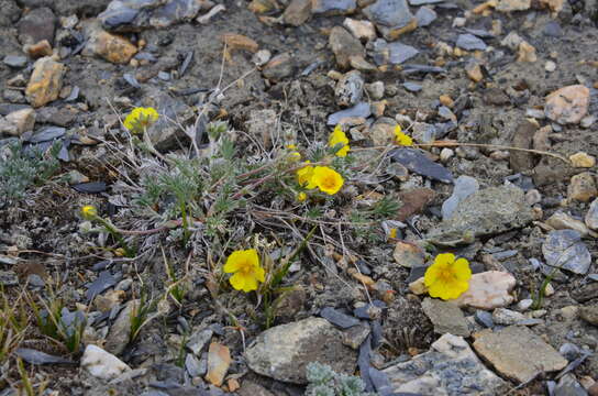 Image of Potentilla anachoretica Sojak