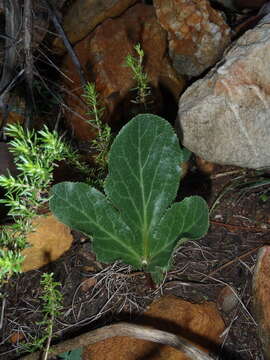 Image of Lichtensteinia trifida var. trifida