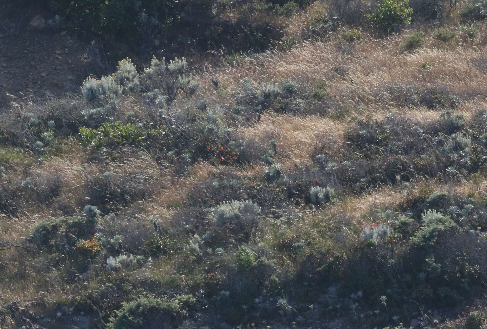 Image of whitefelt Indian paintbrush