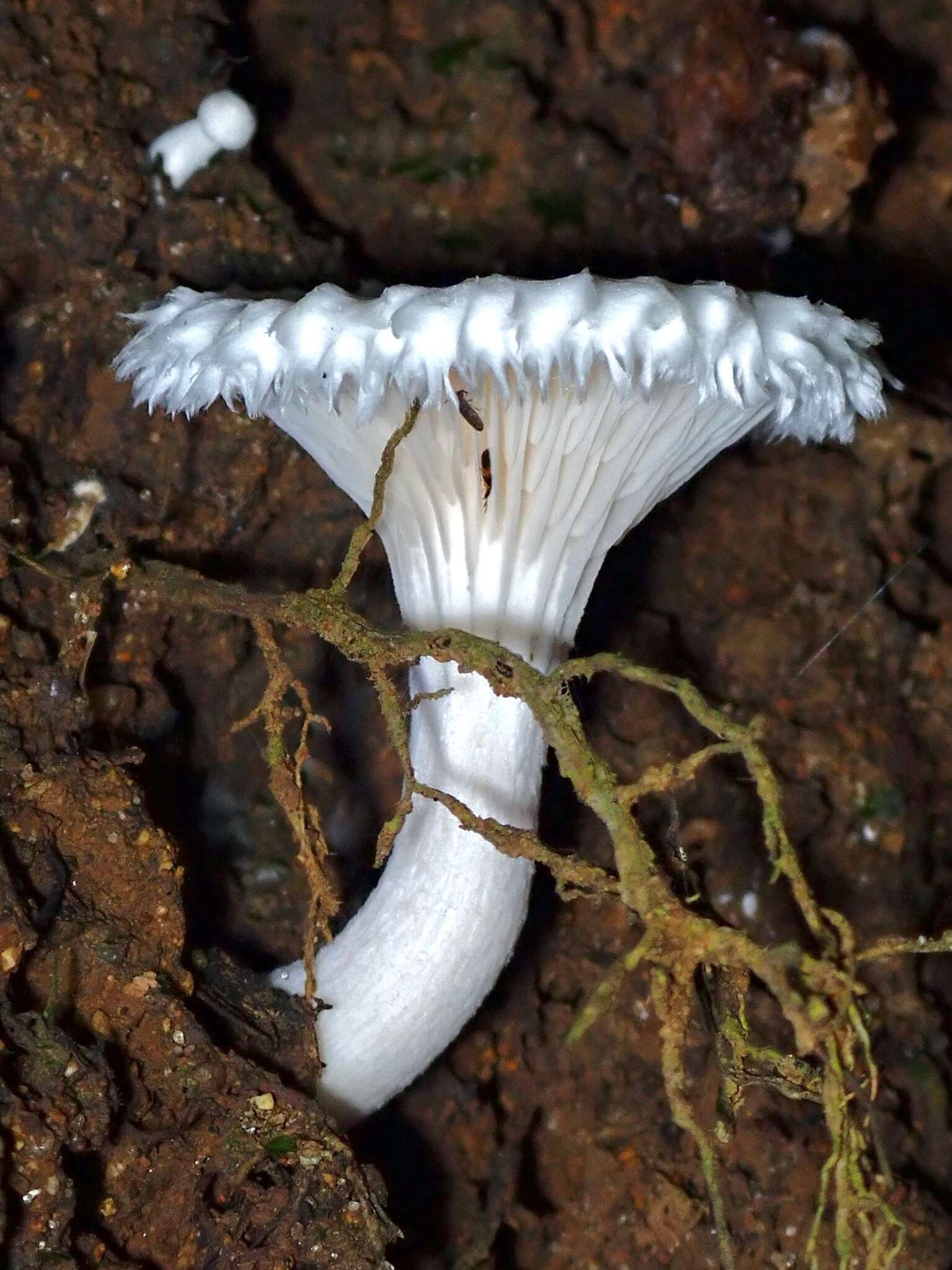 Image of Clitopilus crispus Pat. 1913